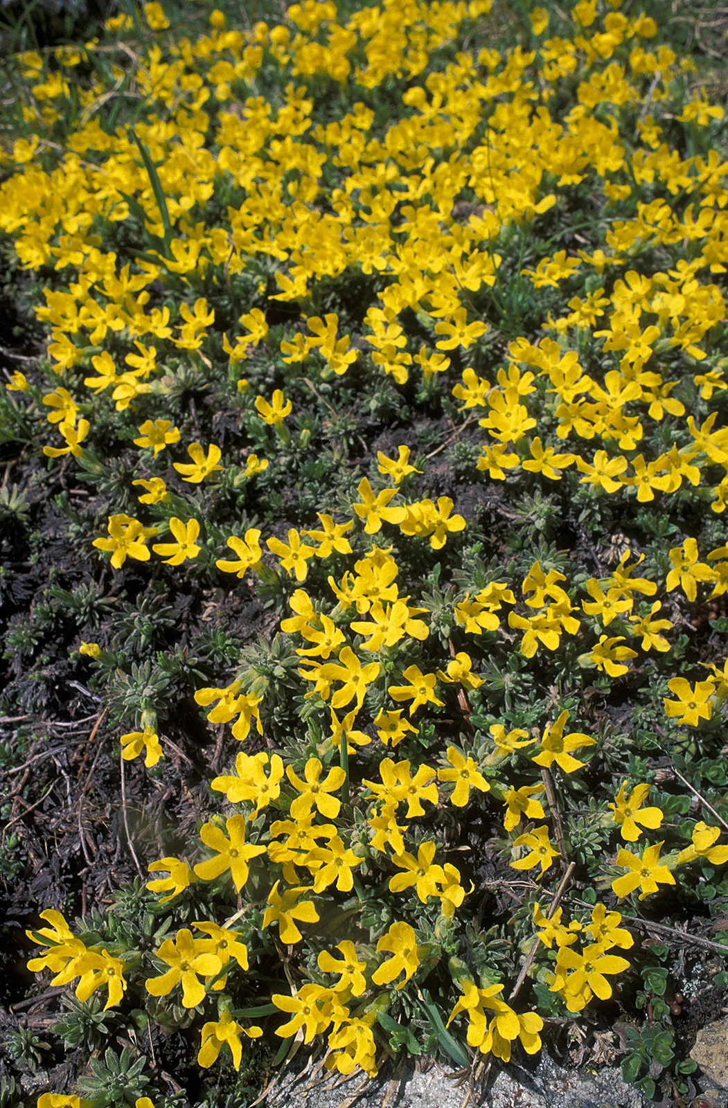 Photo Maurizio Broglio - Androsace vitaliana subsp. lepontina